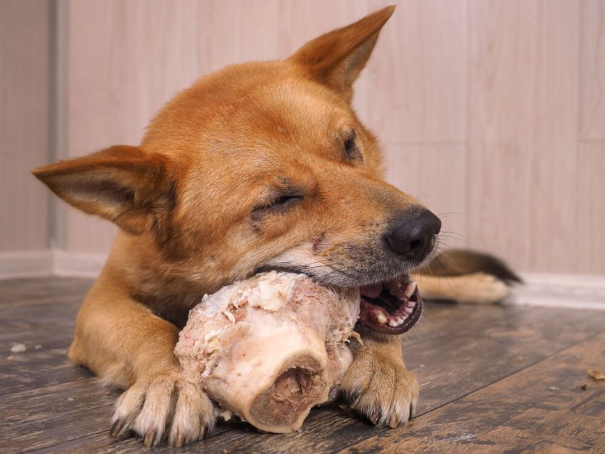 Can Dogs Eat Cooked Beef? Feeding Your Dog Beef Bones, Meat and More ...