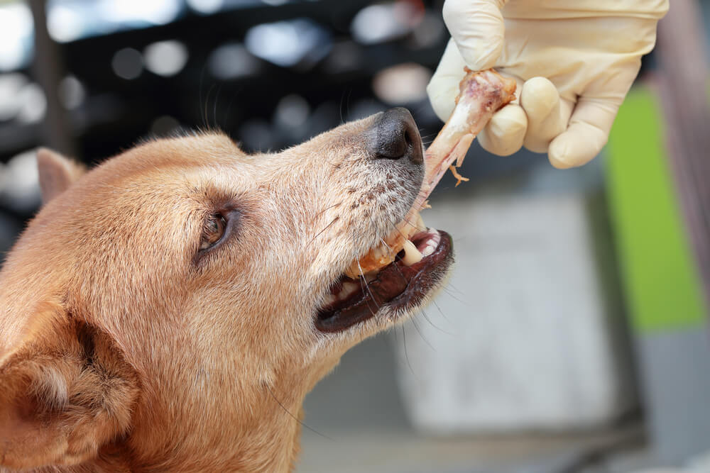 What Happens If A Dog Eats A Chicken Leg Bone