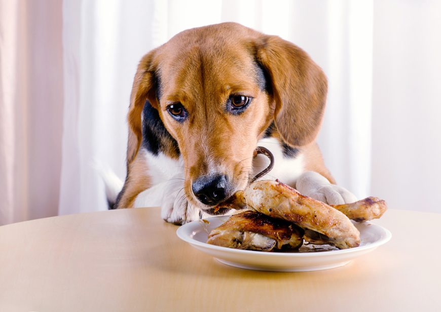 What To Do If Your Dog Eats A Cooked Chicken Carcass