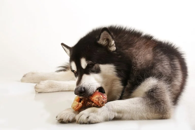 Dog ate orders cooked rib bone