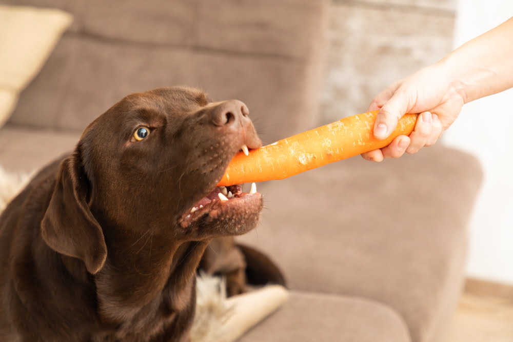 Can Dogs Eat Carrots Are Carrots Good For Dogs Raised Right