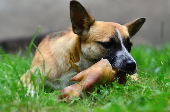 can-dogs-eat-cooked-pork-is-pork-safe-for-dogs-raised-right