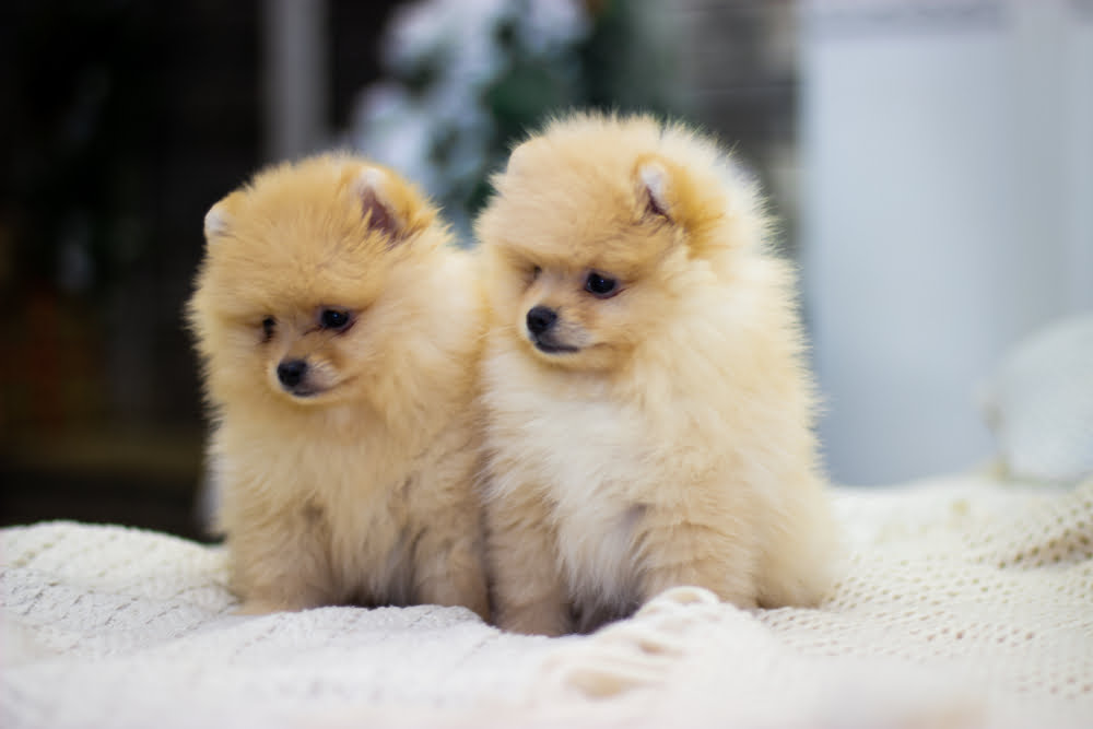cute miniature dogs