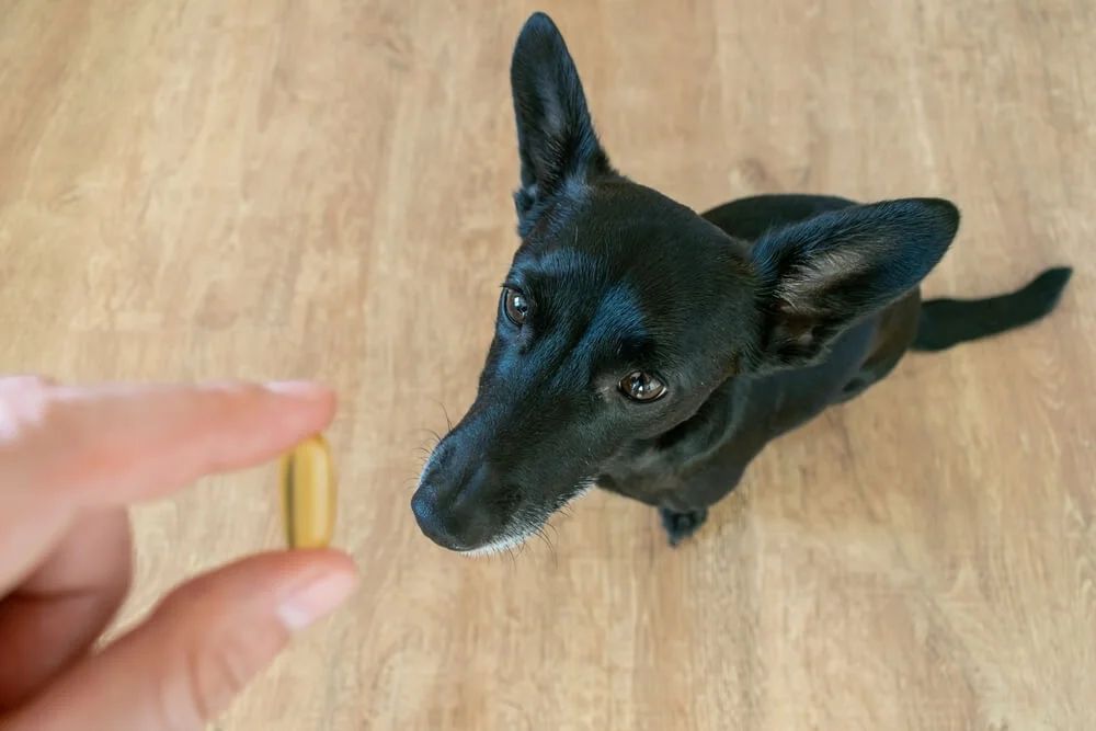 Dog looking at flaxseed oil capsule