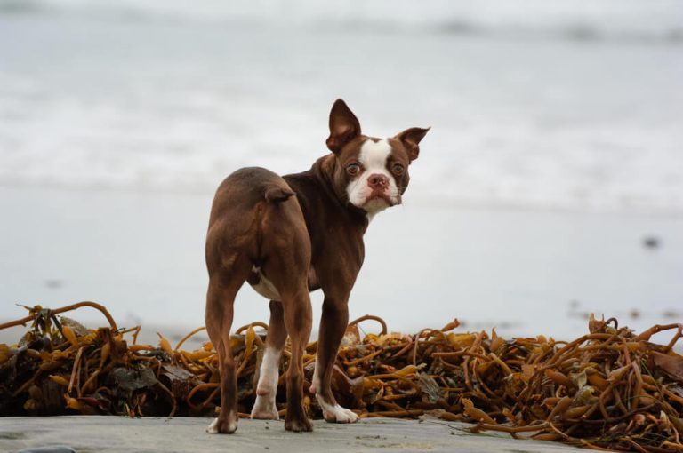 kelp-for-dogs-all-you-need-to-know