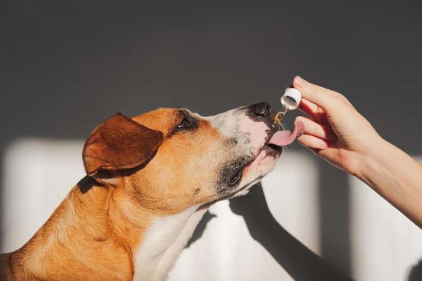 Is flaxseed oil good for dogs: Here's the Answer