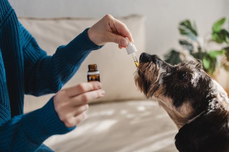 Is flaxseed oil good for dogs: Here's the Answer