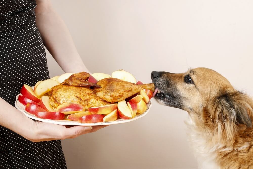 are turkey leg bones safe for dogs to eat