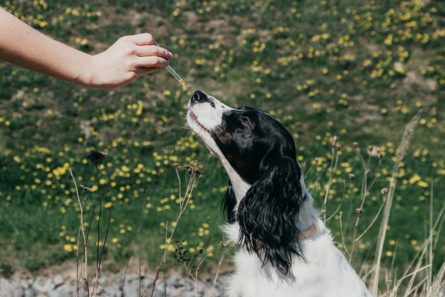 Is flaxseed oil good for dogs: Here's the Answer