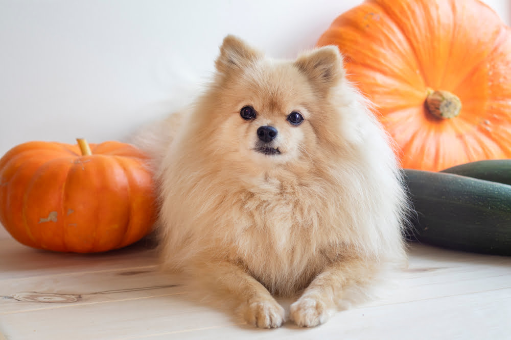 Can Dogs Eat Pumpkin Dog Pumpkin Allergy Raised Right