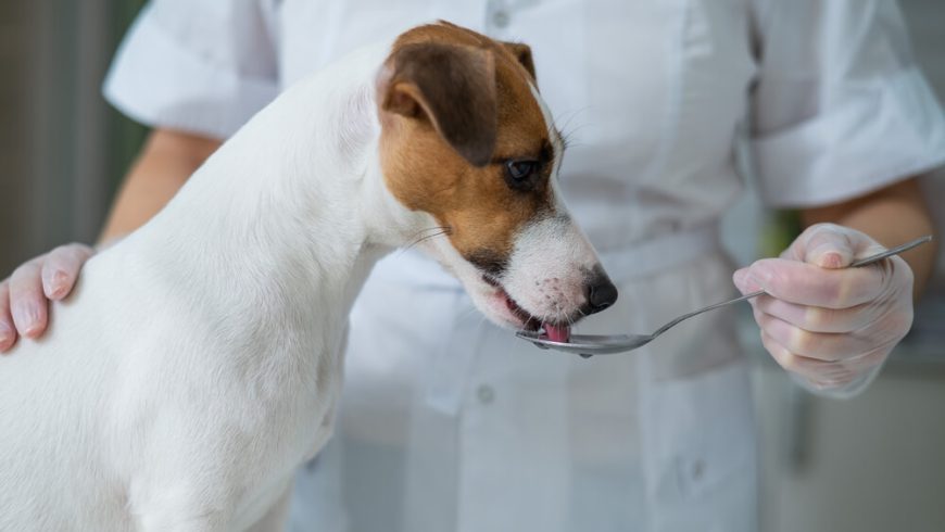 cod-liver-oil-for-dogs-health-benefits-dosage-raised-right