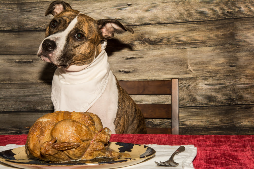is eating turkey harmful to dogs