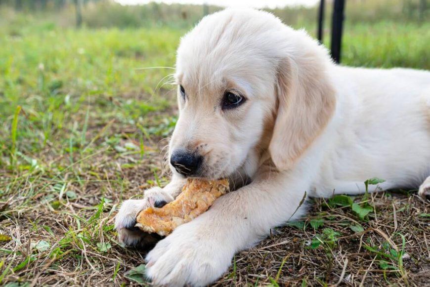 How To Boil Chicken For Dogs A 7 Step Pawesome Guide Raised Right   Shutterstock 2040517361 1 870x581 