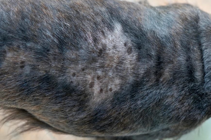 Help! My Dog Has Dry Flaky Skin and is Losing Hair Raised Right HumanGrade Pet Food