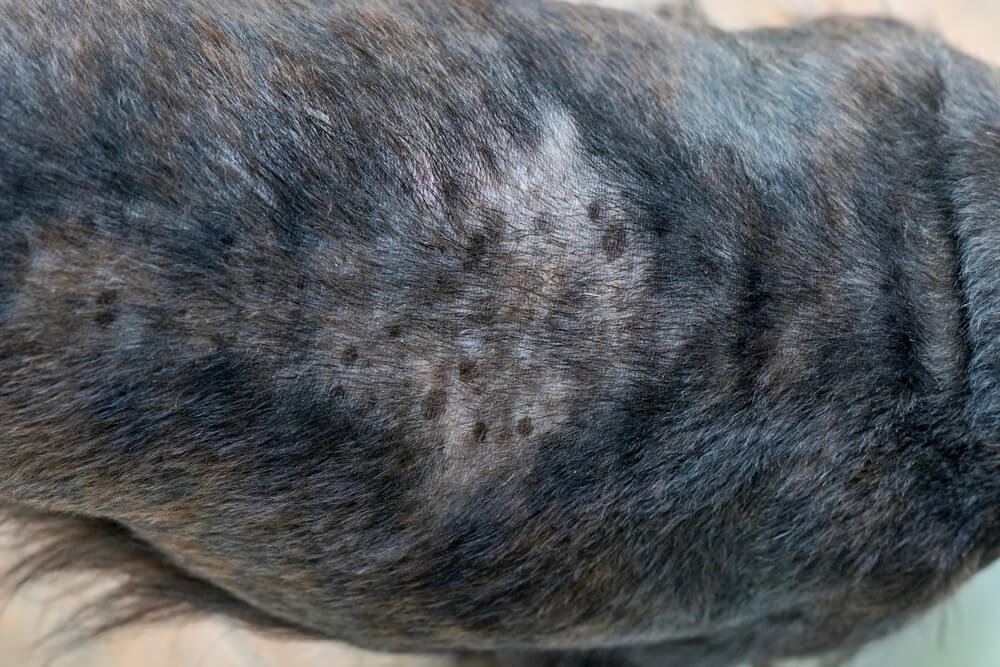 what causes scabs on dogs back