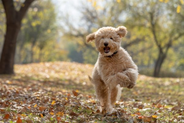 help-my-dog-has-dry-flaky-skin-and-is-losing-hair-raised-right