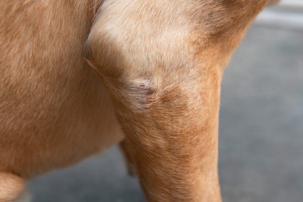 why does my dog have brown spots on the skin