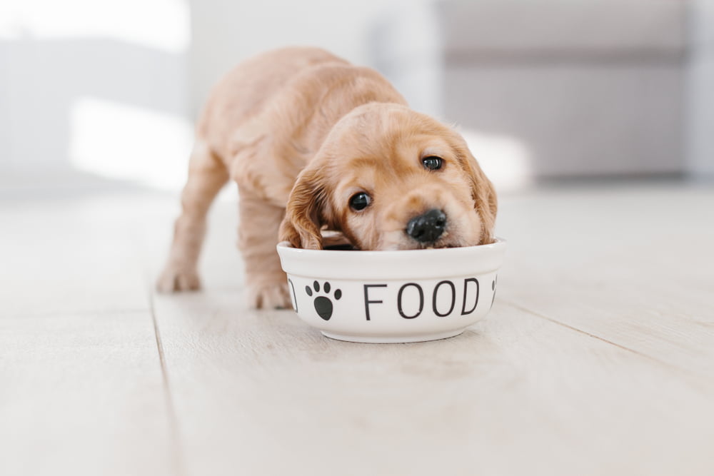 When To Switch A Puppy To 2 Meals A Day Raised Right Human Grade 