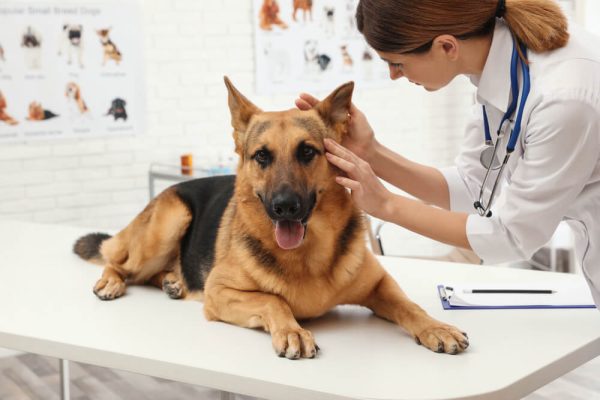 Gastritis In Dogs Causes Symptoms And Treatments Raised Right   Shutterstock 1369564631 1 600x400 