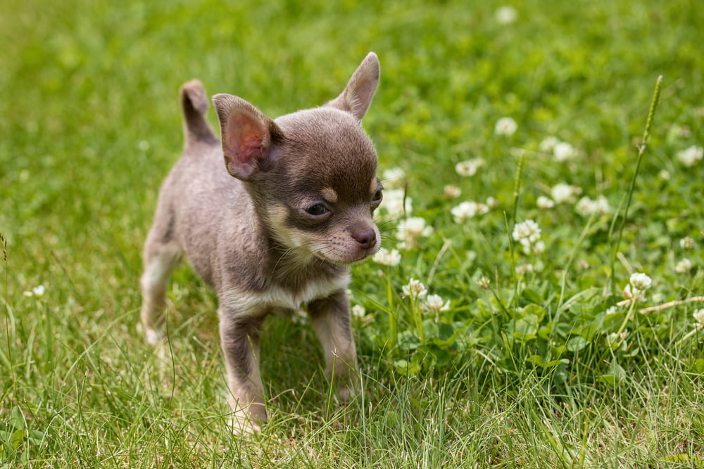 Chihuahua Weight Chart and Puppy Development Guide - Raised Right