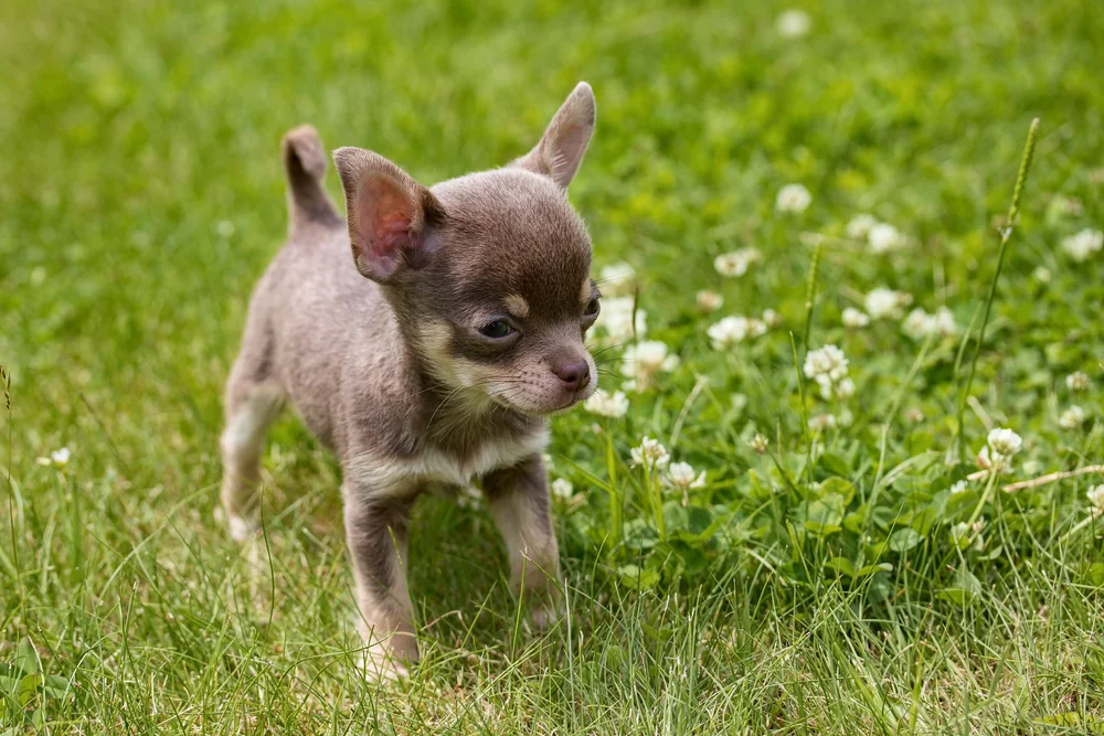 when does a chihuahua stop being a puppy?