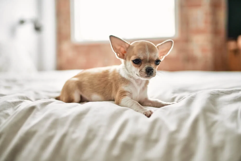 Chihuahua Weight Chart and Puppy Development Guide - Raised Right