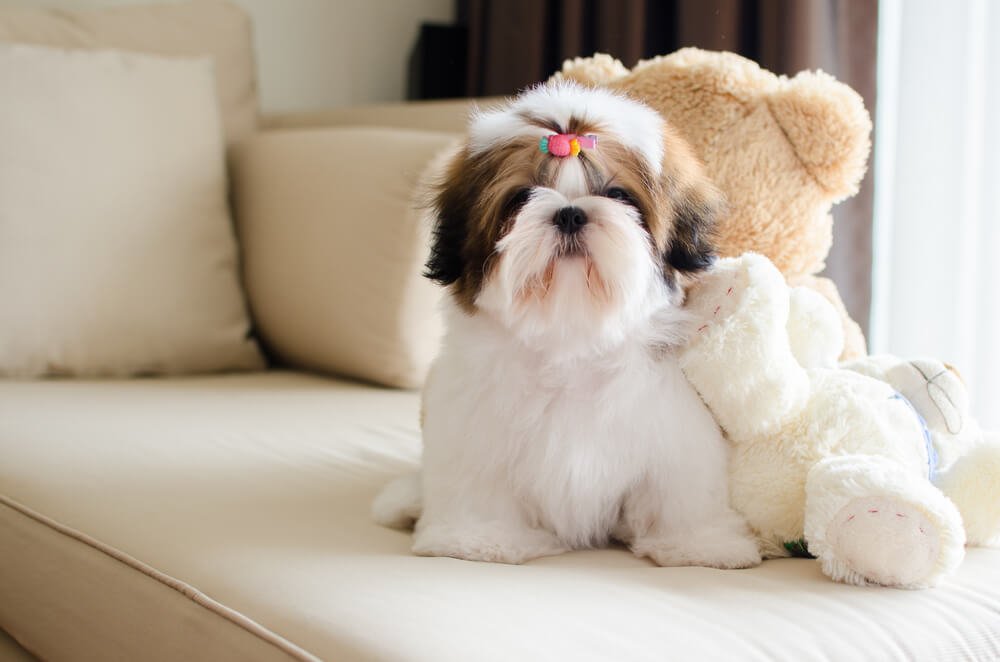 Shih Tzu Names: Adorable Name Ideas For Your Sweet Pup - Raised ...