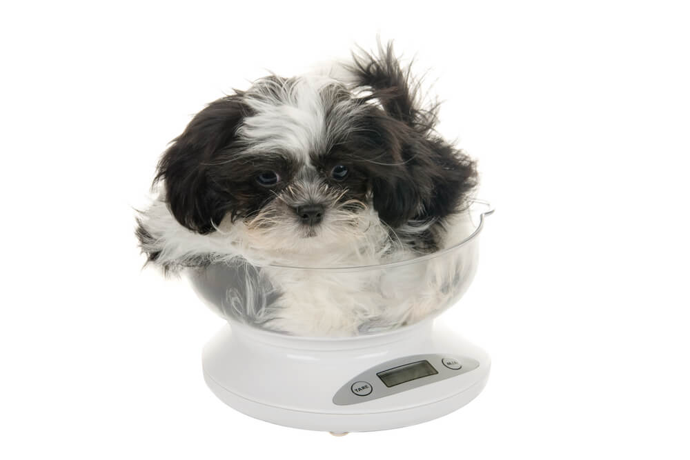 Puppy Weight Chart: This is How Big Your Dog Will Be