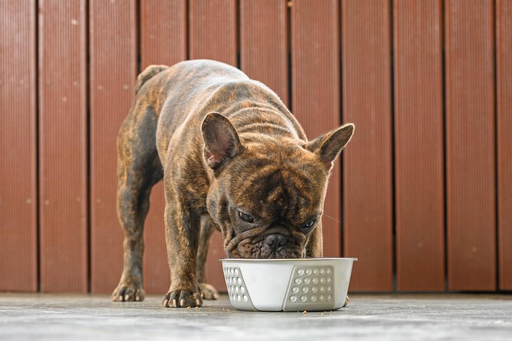 how much should a french bulldog eat?