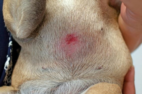 French Bulldog Rash on Belly: Symptoms, Causes and Solutions - Raised ...