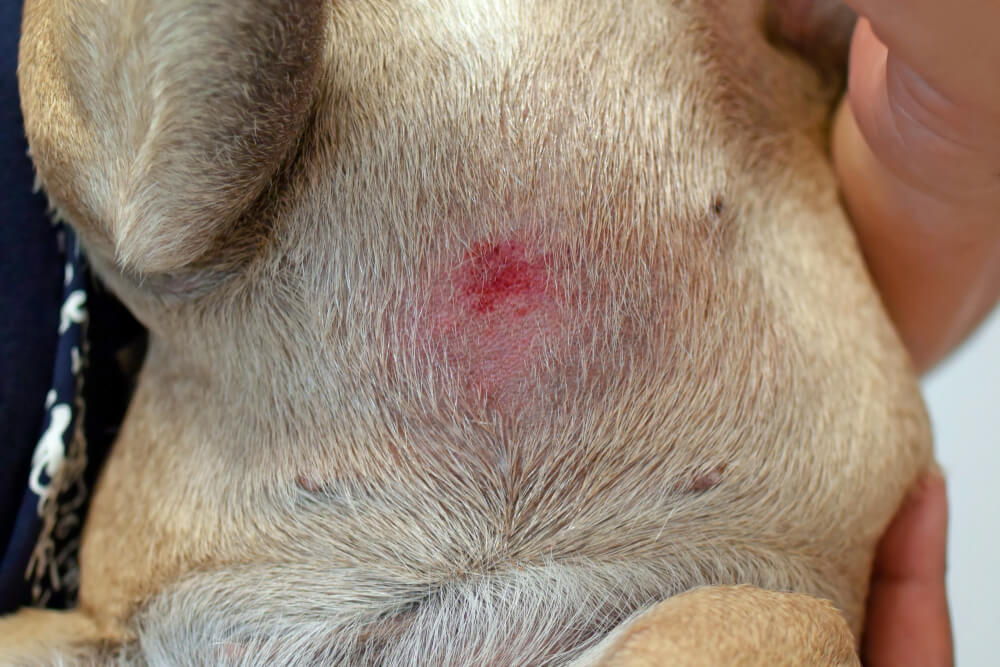 what are the bumps on my dogs belly