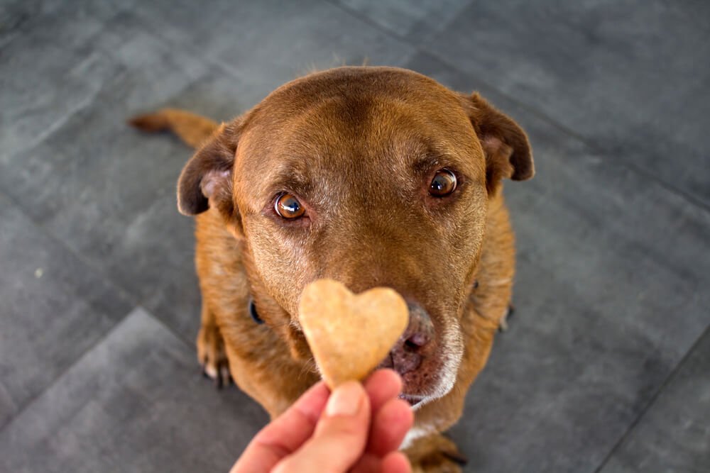 Your Dog Won t Eat His Food But Will Eat Treats Here s What It Means 