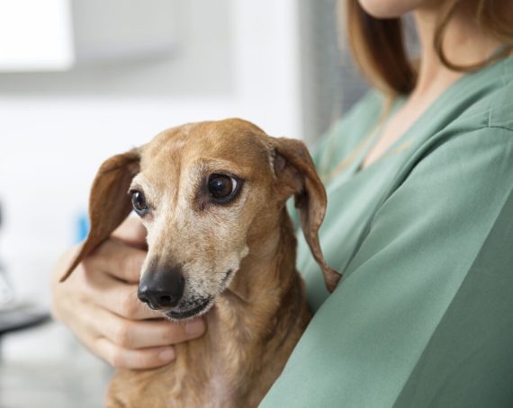 how-long-can-a-dog-go-without-eating-a-vet-answers-raised-right