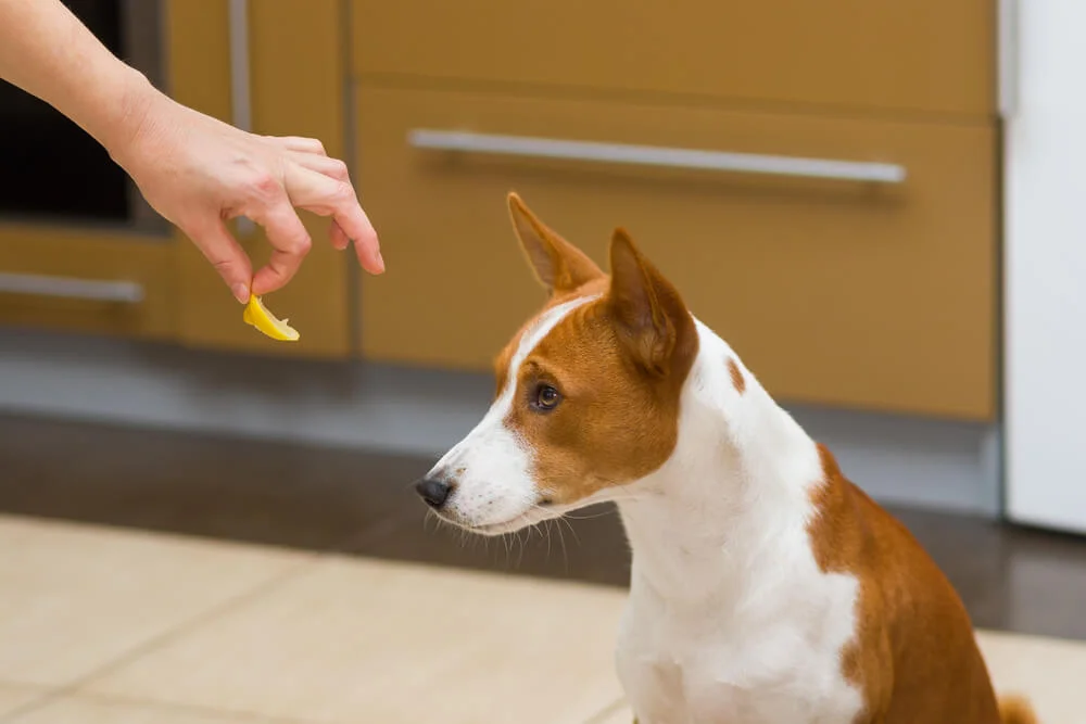 How Often Should I Feed My Dog? Here's a Vet's Advice