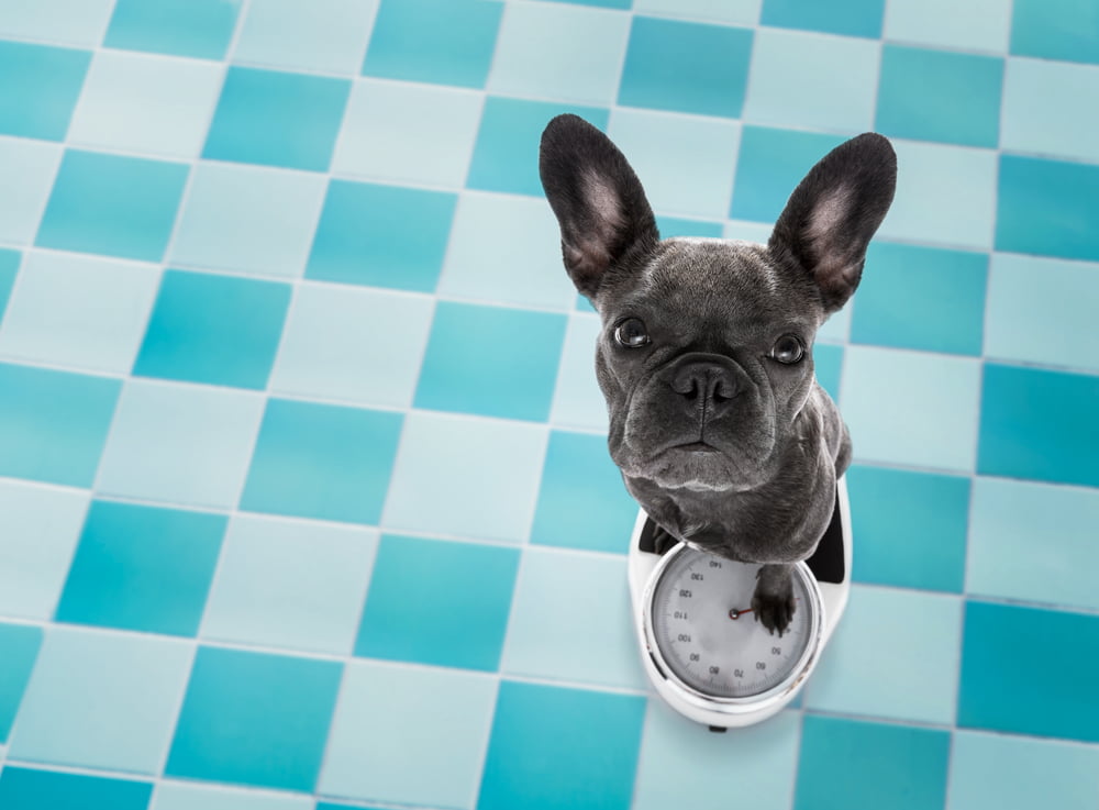 French Bulldog Weight Chart & Food Guide Raised Right HumanGrade