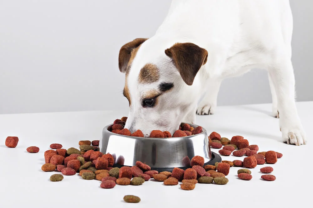 What is the Best Dog Food for Picky Eaters Raised Right Human Grade Pet Food