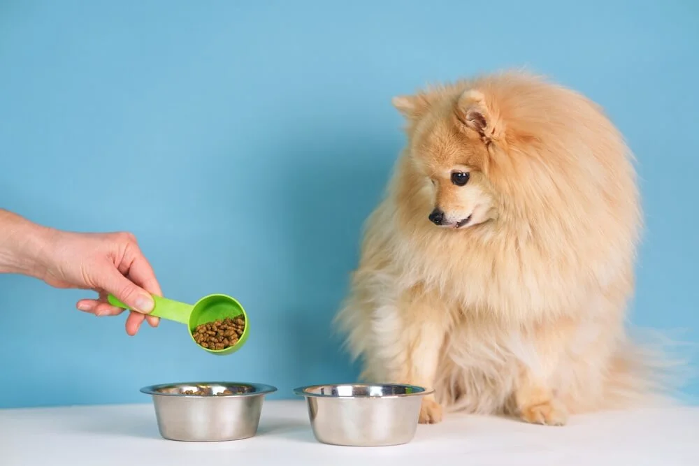 How Much to Feed a Puppy, According to Veterinarians