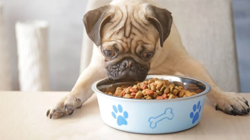 Harmful Ingredients in Dog Food to Avoid Feeding Your Pup