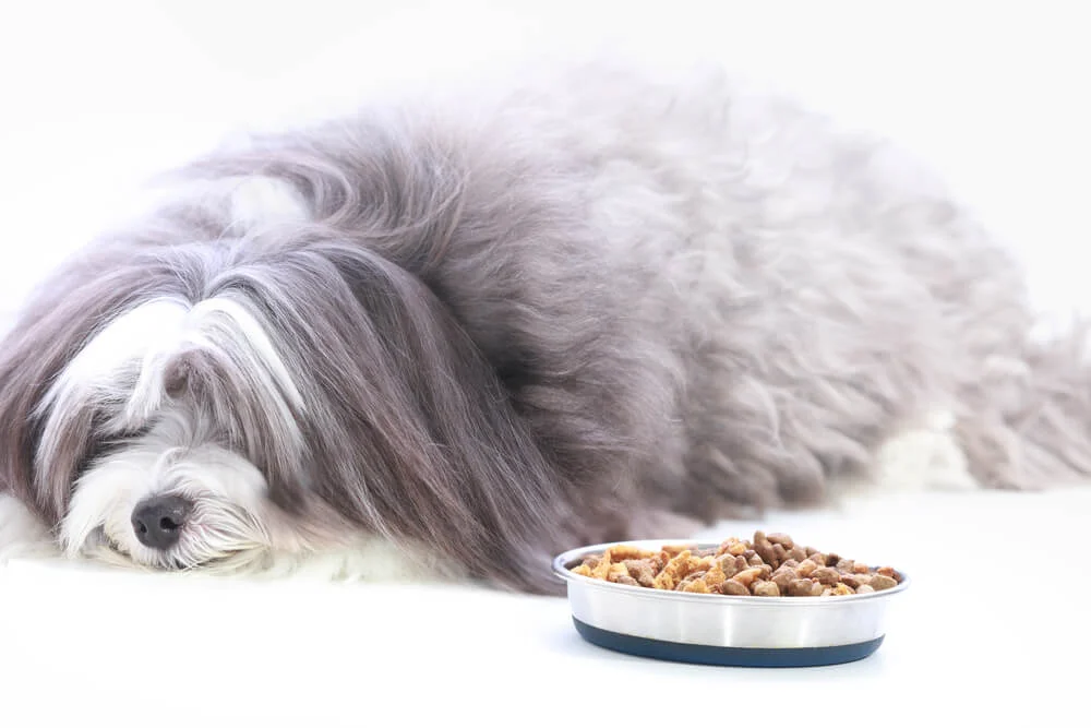 Dog food for picky eaters best sale