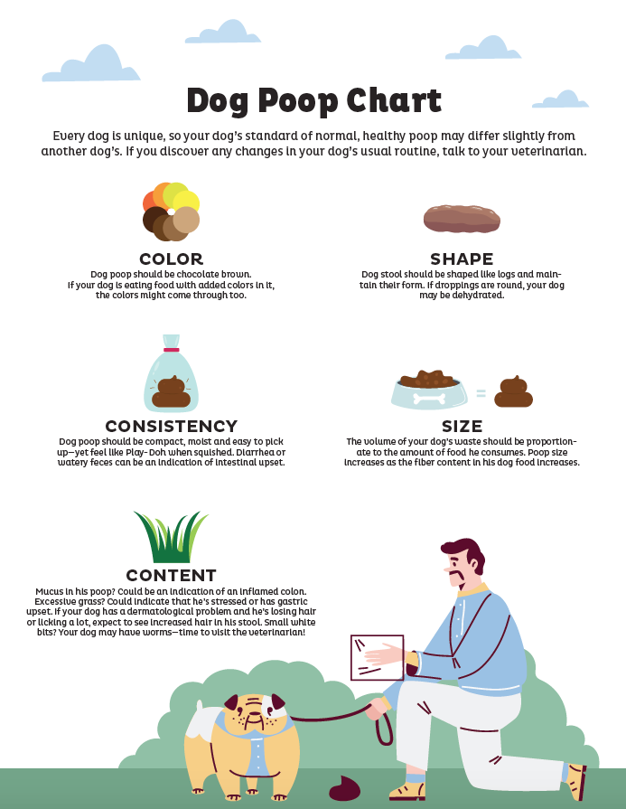 Dog Poop Chart: What is Normal & When to Worry - Raised Right - Human ...
