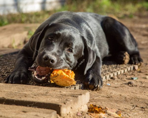 pumpkin-for-dog-constipation-can-pumpkin-help-your-pooch-raised