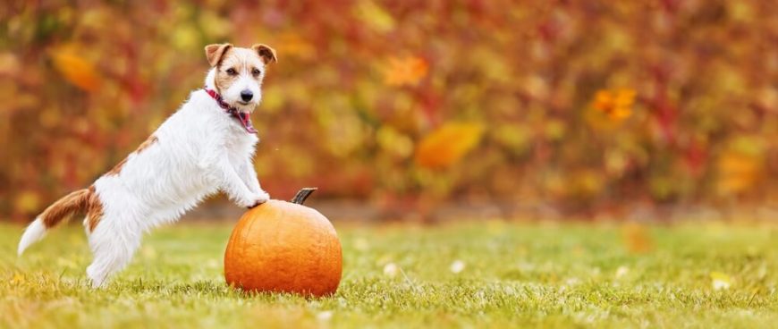 pumpkin-for-dog-constipation-can-pumpkin-help-your-pooch-raised