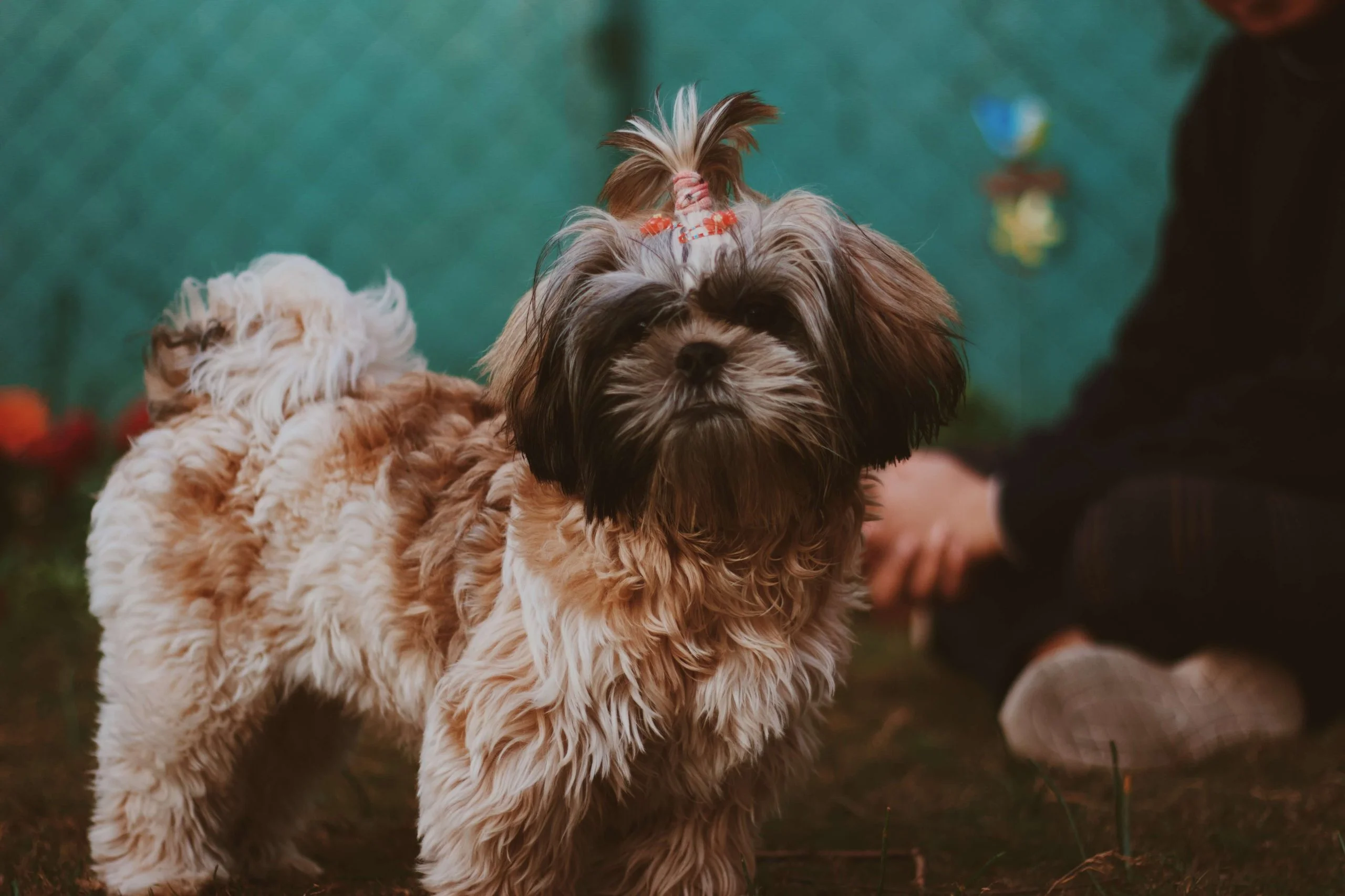 How are digestive problems in Shih Tzu treated?